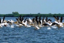 Rezervatia naturala Iezer Calarasi